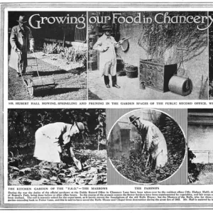 Growing food in Chancery Lane, WW1