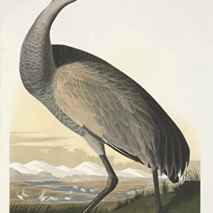 Grus canadensis, sandhill crane