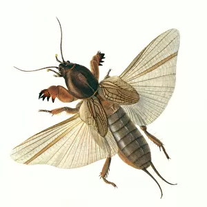 Gryllotalpa gryllotalpa, mole cricket