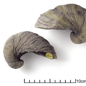 Gryphaea arcuata Lamarck, fossil oysters