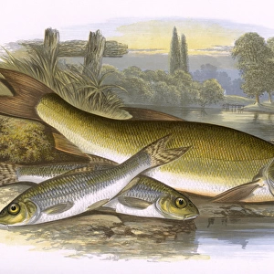 Gudgeon and Barbel