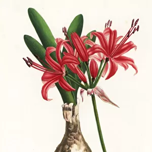 Guernsey lily, Nerine sarniensis