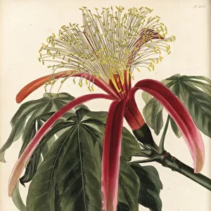Guiana chestnut, Pachira insignis