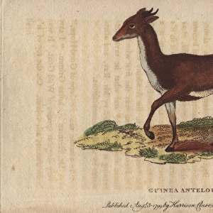 Guinea antelope, grimm or common duiker, Sylvicapra grimmia