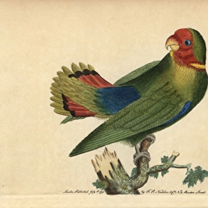 Guinea parrakeet or red-headed lovebird, Agapornis pullarius