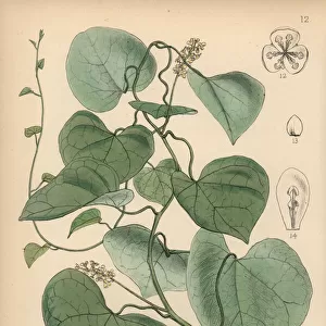 Gulanchi, Tinospora sinensis