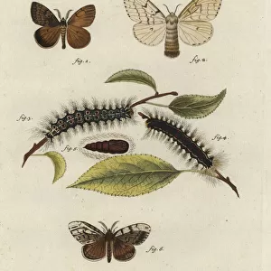 Gypsy moth, Lymantria dispar