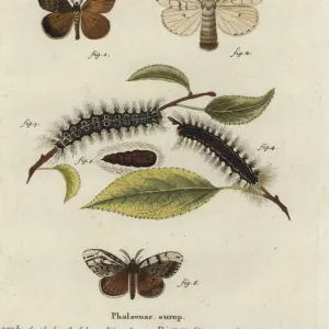 Gypsy moth, Lymantria dispar