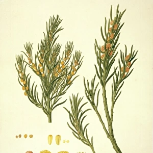 Gyrostemon ramulosus, sandhill corkbark