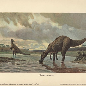 Hadrosaurs or duck-billed dinosaurs of the