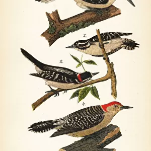 Hairy woodpecker, downy woodpecker and red-bellied