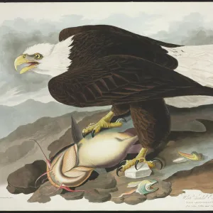 Haliaetus leucocephalus, bald eagle