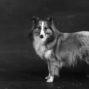 HALLINWOOD GOLDEN FETTER, Shetland Sheepdog