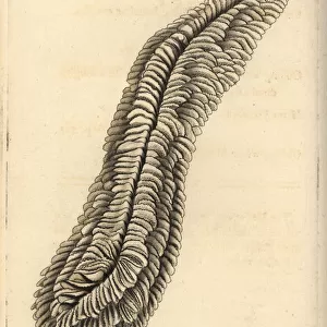 Halomitra pileus coral