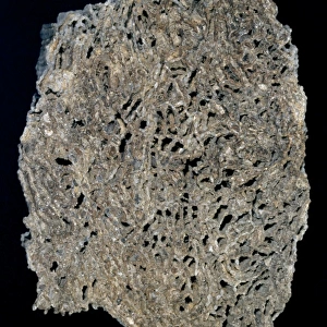 Halysites escharoides, tabulate coral