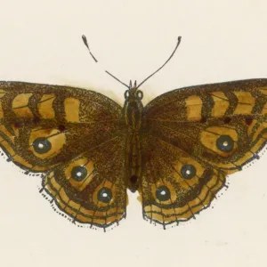 Papillon de l'œil d'Hampstead Papillon de l'œil d'Hampstead