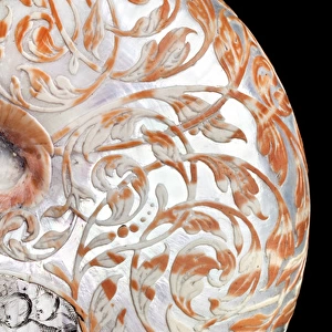 Hans Sloanes nautilus shell