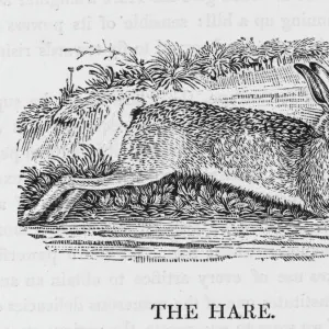 Hare (Bewick)