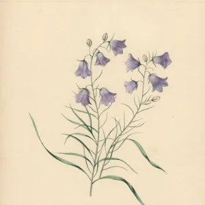 Harebell, Campanula rotundifolia