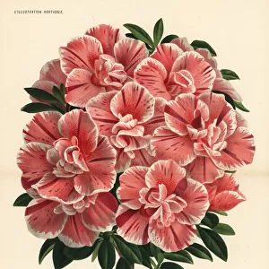 Harlequin azalea hybrid, Rhododendron indica
