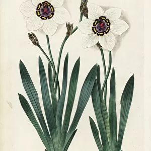 Harlequin flower, Sparaxis elegans