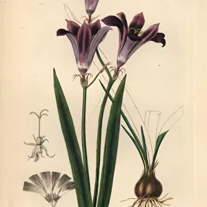 Harlequin flower, Sparaxis grandiflora