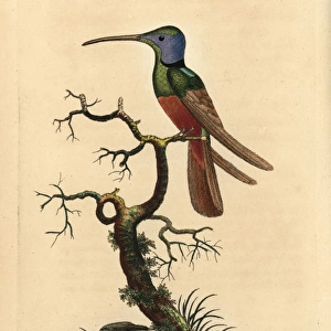 Harlequin hummingbird, Trochilus multicolor