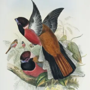 Harpactes diardi, Diards trogon