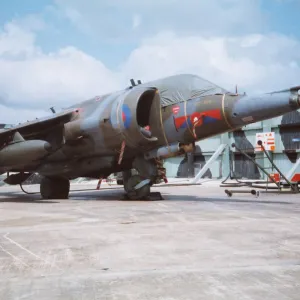 Harrier at Belize