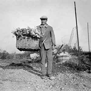 Harvesting Carnations