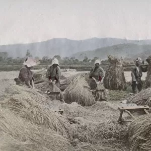 Harvesting the rice crop in Japan