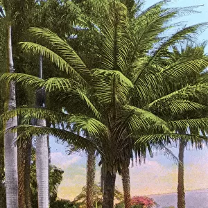 Hawaiian Islands, USA - Coconut, Date and Royal Palm Trees