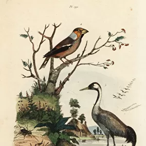Hawfinch, crane and crickets