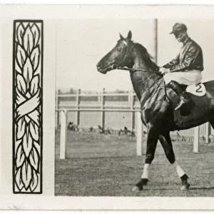 The Hawk, Australian race horse