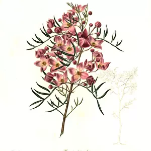 Hawthorn-scented boronia, Boronia pinnata