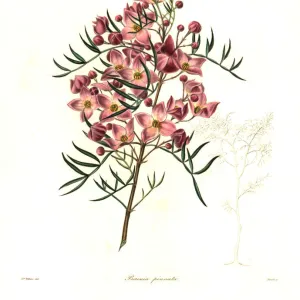 Hawthorn-scented boronia, Boronia pinnata