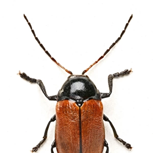 Hazel Pot Beetle