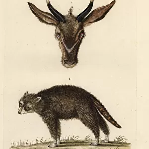 Head of a young antelope and wild civet of French Guiana