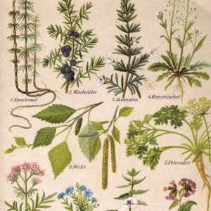 Healing Plants 1904 Pl. 2