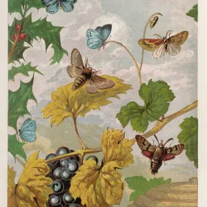 Butterfly de Heath, 1860 Butterfly de Heath, 1860