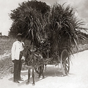 Heavily laden donkey cart, West Indies, circa 1900