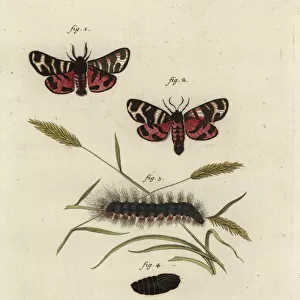 Hebe tiger moth, Arctia festiva