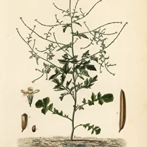 Hedge mustard, Sisymbrium officinale