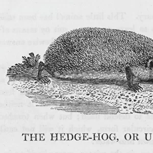 Hedgehog (Bewick)