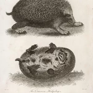 Hedgehog / Common 1803