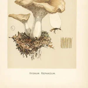 Hedgehog mushroom, Hydnum repandum