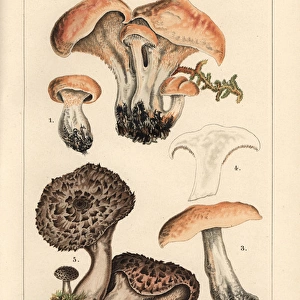 Hedgehog mushroom, Hydnum repandum, and scaly