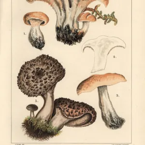 Hedgehog mushroom, Hydnum repandum, and scaly