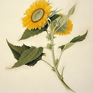 Helianthus annuus, sunflower
