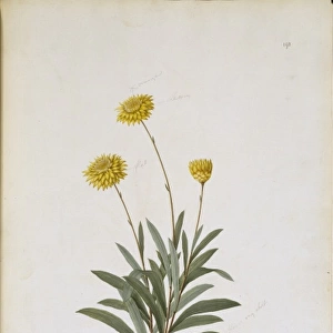 Helichrysum bracteatum, strawflower